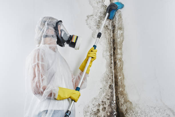 Best Black Mold Removal  in Glendale, CA