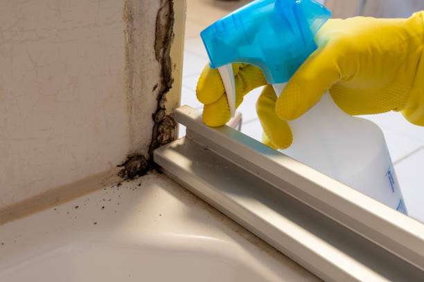 Best Same-Day Mold Removal  in Glendale, CA