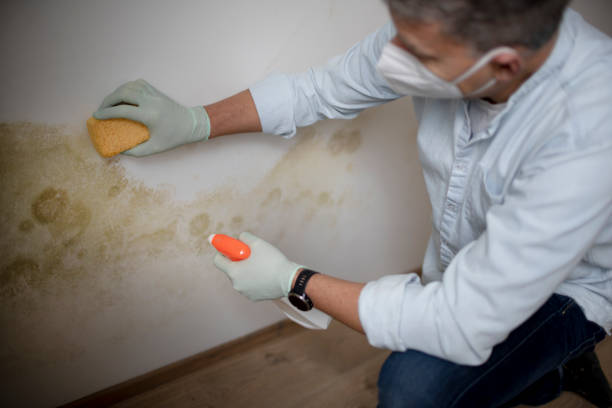 Best Attic Mold Removal  in Glendale, CA