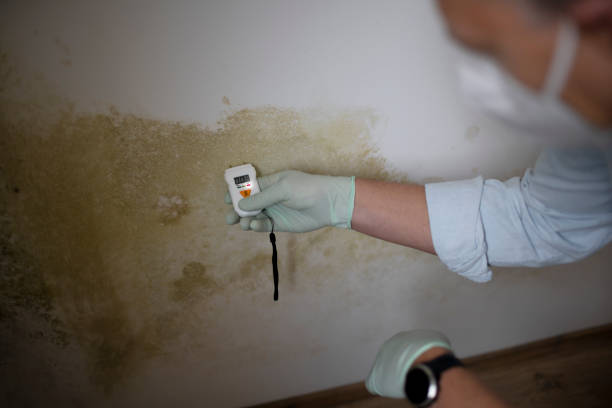 Best Home Mold Removal  in Glendale, CA