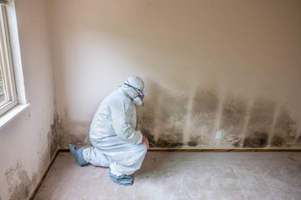 Best Fast Mold Removal  in Glendale, CA