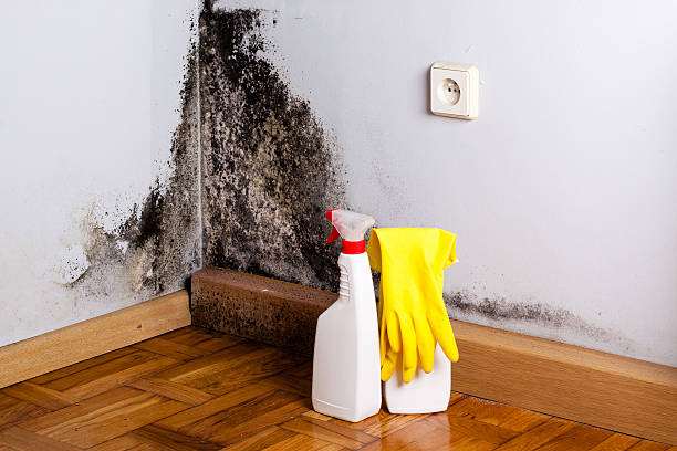 Certified Mold Removal in Glendale, CA
