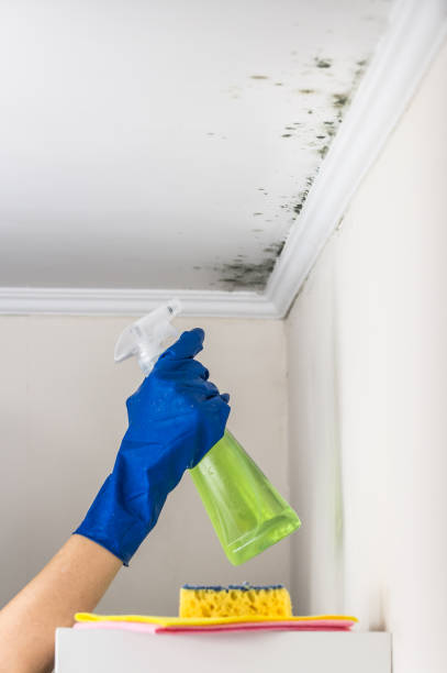 Best Crawl Space Mold Removal  in Glendale, CA