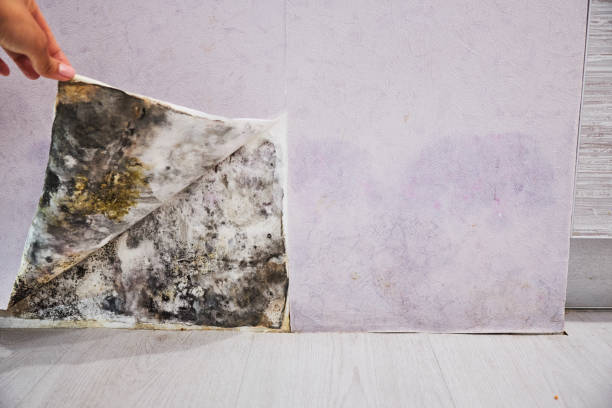 Best Mold Cleaning Services  in Glendale, CA